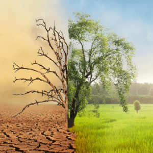 Miniaturka artykułu Gmina Oleśnica stawia na&nbsp;zrównoważony rozwój i&nbsp;ochronę środowiska