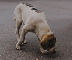 Miniaturka artykułu KOMUNIKAT DOTYCZĄCY WAŁĘSAJĄCYCH SIĘ PSÓW